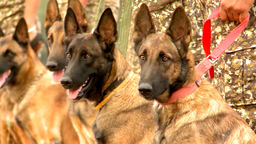 Video: ‘Wolf Dogs’ of the ITBP